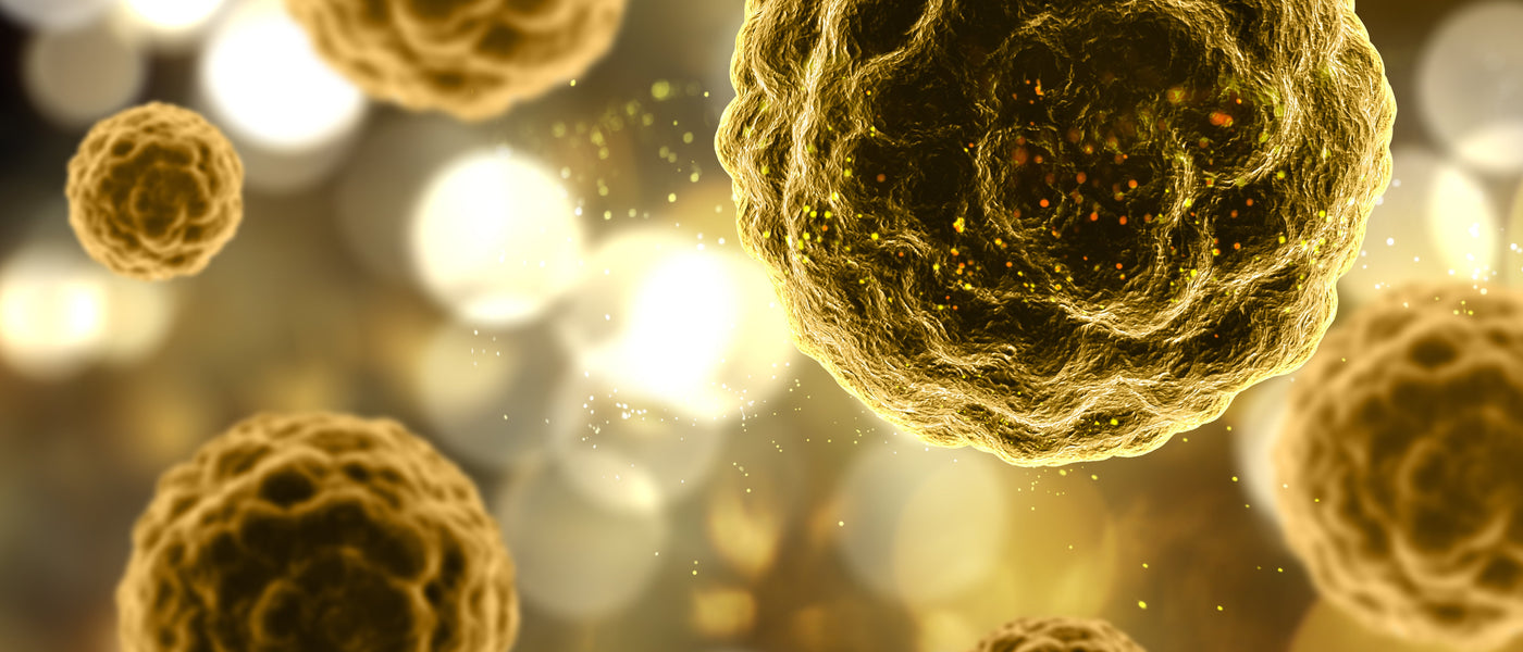 Senolysis: what it is, how it works, and the role of the Fasting Mimicking Diet in longevity